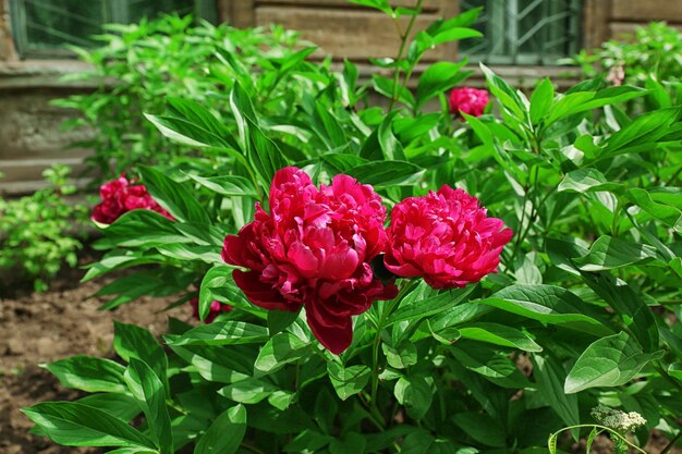 Peonías rosadas en el primer plano del macizo de flores