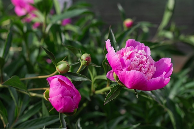 Las peonías rosas crecen en el primer plano del jardín