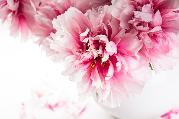 Peonías rosas en florero aislado en blanco