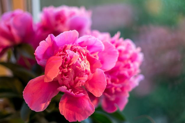 Peonías rosas bajo el fondo de la ventana