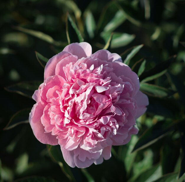 Peonías rosas en el jardín