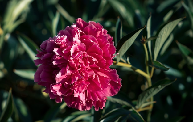 Peonías rosas en el jardín