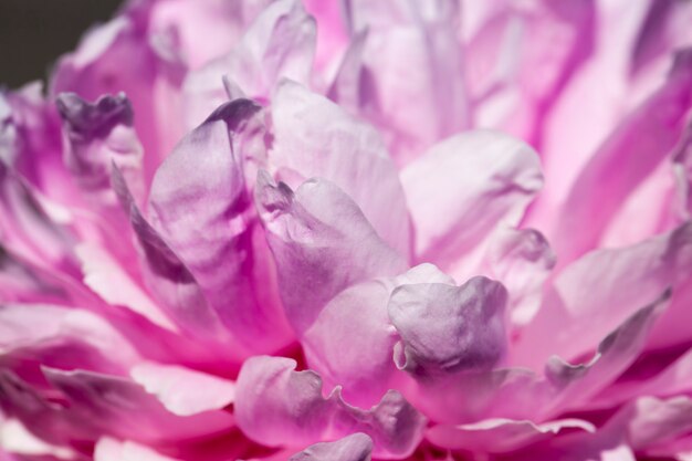 Peonías rosas que florecen en verano, plantas con flores para decorar el territorio.