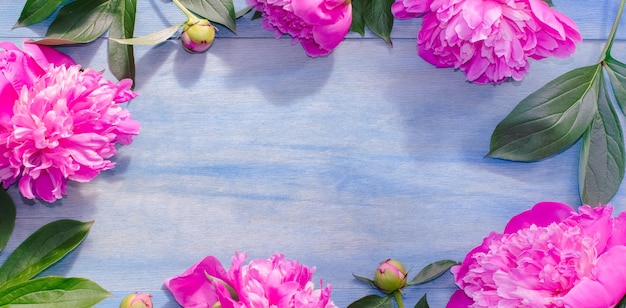 Peonías rosas sobre un fondo azul marco natural tarjeta de felicitación banner floristería o tarjeta de felicitación