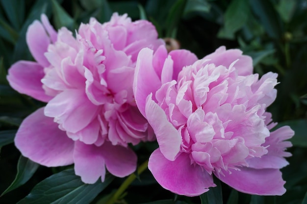 peonías rosas tomadas en el primer plano del jardín