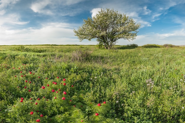 Peônias selvagens florescendo na estepe, paisagem de primavera com flores