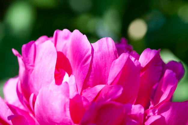 Peônias vermelhas florescendo no verão, plantas com flores para decorar o território