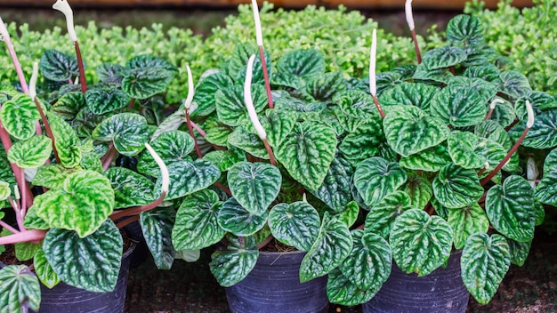 Peperomia-Anlage im Garten.