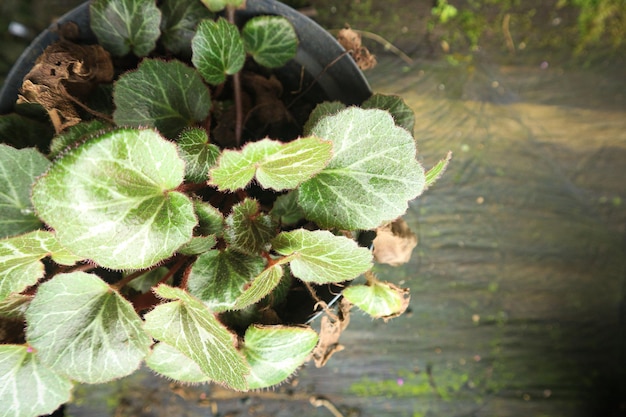 Peperomia Caperata Lilian casa planta retrato. Concepto de jardinería doméstica. Tema de la jungla urbana.