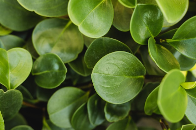 Peperomia obtusifolia Textur.