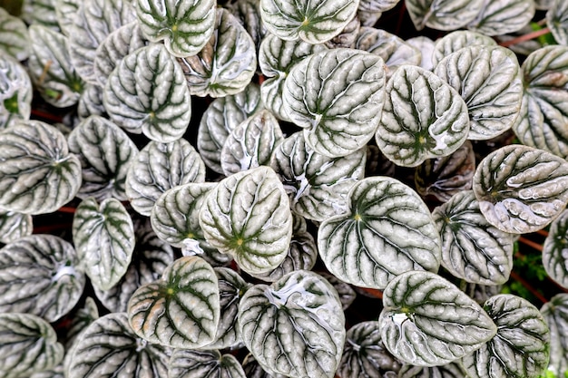 Peperomia sandersii, Weiß lässt Musterhintergrund.