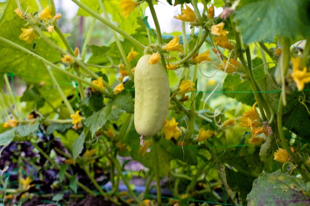 Un pepino ángel de tipo blanco en una cama entre flores amarillas Variedades híbridas de pepinos