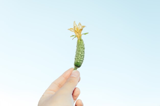 Un pepino de bebé fresco con flor amarilla, estaba sosteniendo por una mano, contra el fondo de cielo brillante.