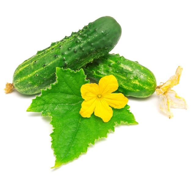 Pepino com folhas e flores isoladas no fundo branco