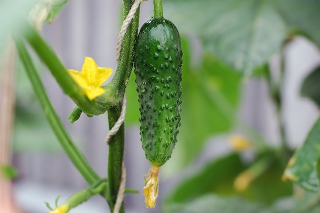 Pepino crece en una planta, primer plano