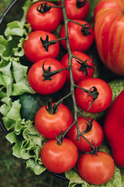 Foto pepino de alface tomate fresco suculento em balde na vista superior da grama verde do verão. vegetais com alimentos saudáveis e maduros, prontos para um piquenique ao ar livre no parque natural