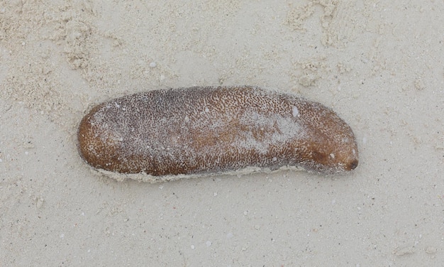 pepino do mar na areia branca à beira-mar