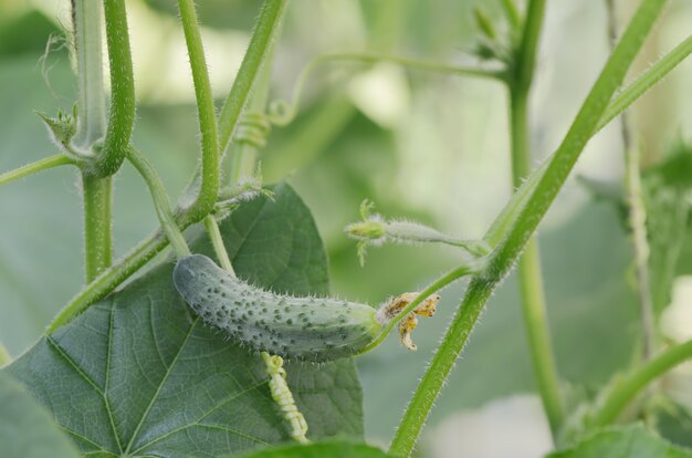 Foto pepino em estufa