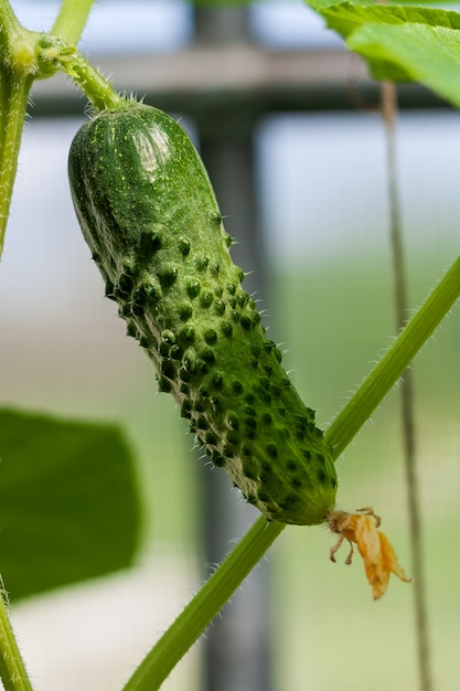 Foto pepino em um galho crescendo em uma estufa