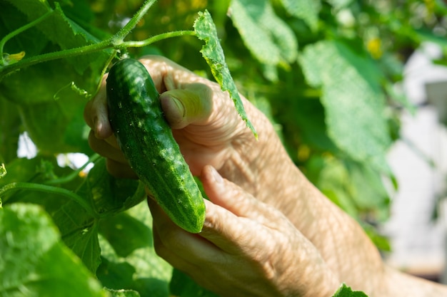 Pepino está pendurado em um galho e próximo a uma mão de mulher. Colheita em estufa industrial