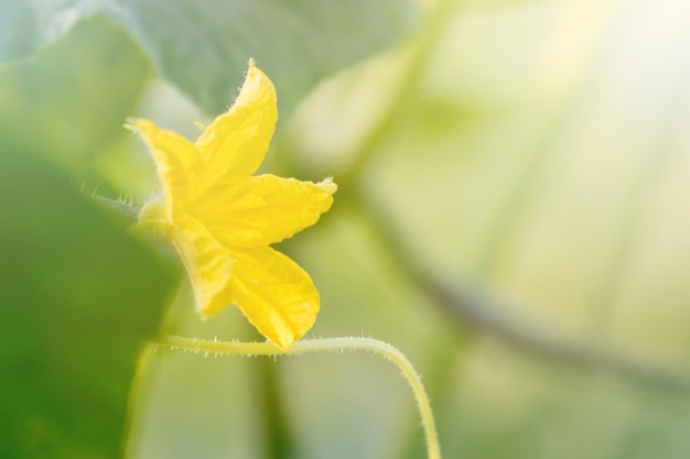 Pepino Flor joven vegetal orgánico fresco