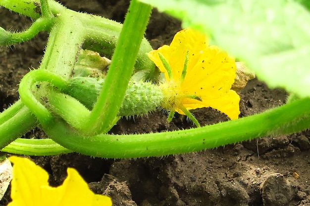 el pepino floreciente joven crece en un huerto en una granja vegetal