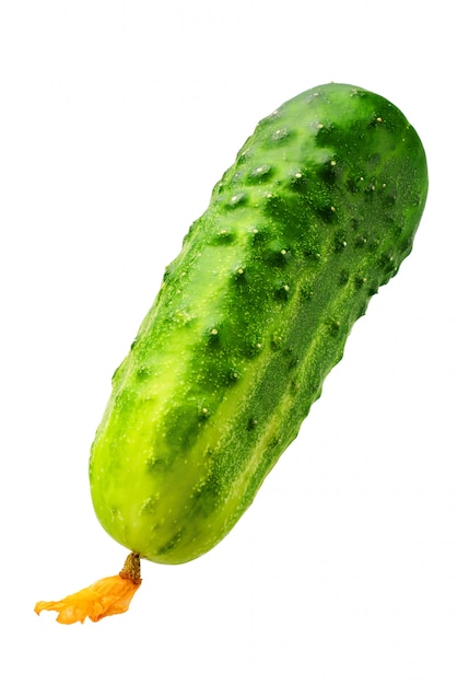 Pepino fresco aislado