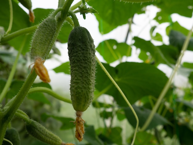 Pepino fresco en un arbusto en un invernadero con espacio para texto