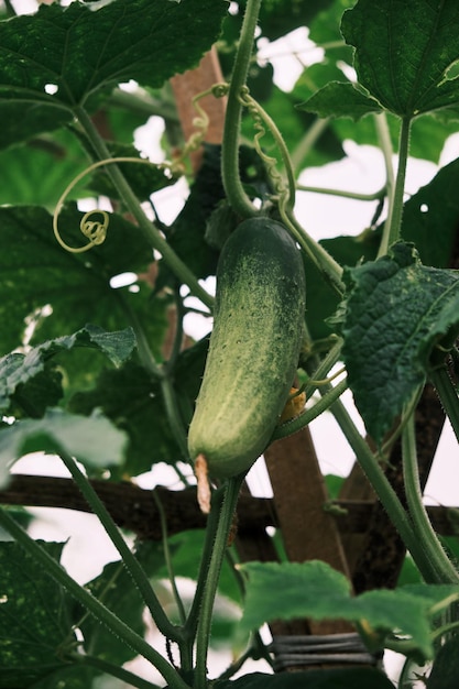 Pepino fresco, en la foto después de la lluvia de la tarde