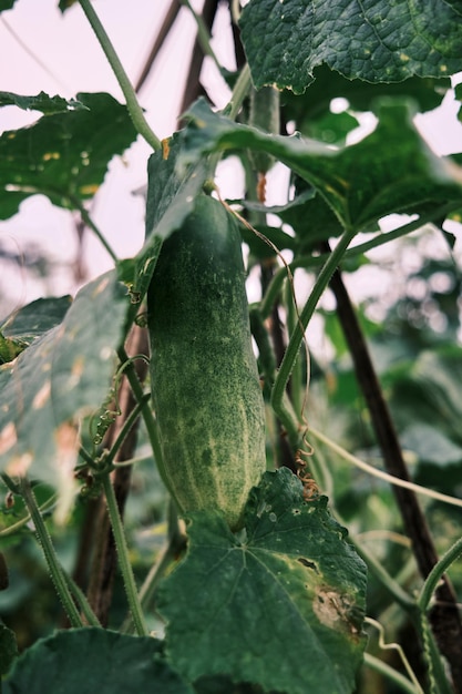 Pepino fresco, en la foto después de la lluvia de la tarde