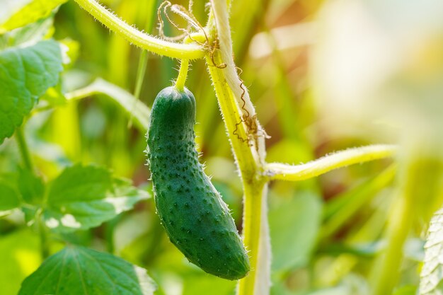 Pepino fresco joven que crece en el jardín.