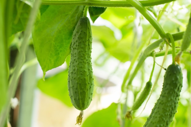 Pepino fresco na colheita da estufa