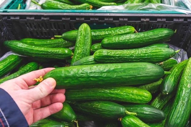 Pepino fresco verde na mão Contra o pano de fundo de uma pilha de pepinos no supermercado closeup