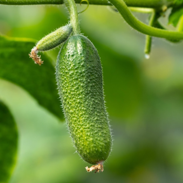 Pepino de hortalizas ecológicas orgánicas que crecen en invernadero en la granja agrícola antes de la cosecha