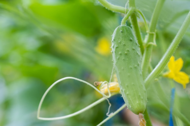 Foto pepino en invernadero en primavera