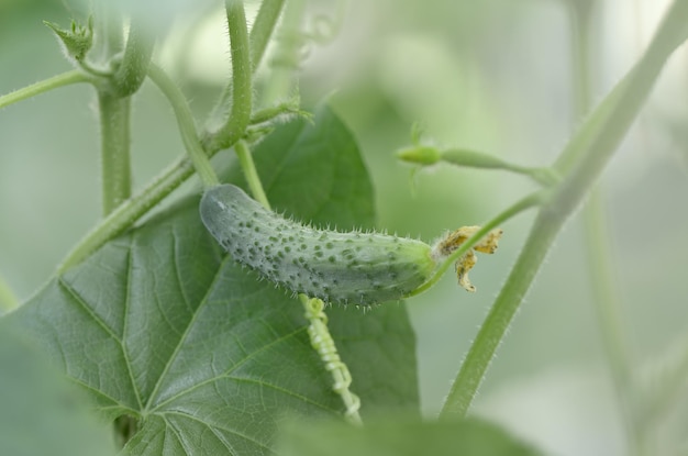 Pepino en invernadero