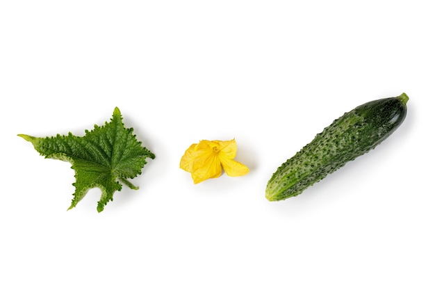 Pepino jovem fresco cultivado no jardim com folha verde e flor amarela isolada em branco