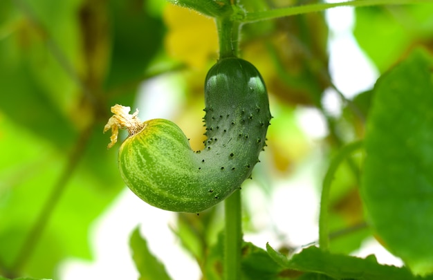 Pepino maduro crescendo no jardim