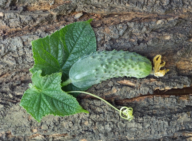 Pepino maduro na casca