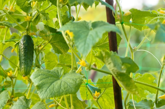 Un pepino maduro verde en un arbusto entre las hojas Pepino en el fondo del jardín