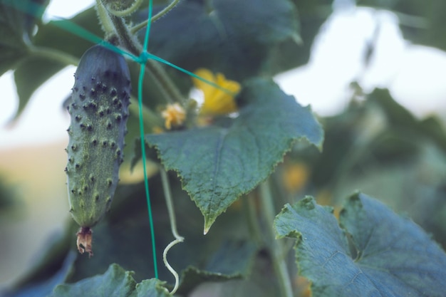 Un pepino maduro verde en un arbusto entre las hojas Pepino en el fondo del jardín