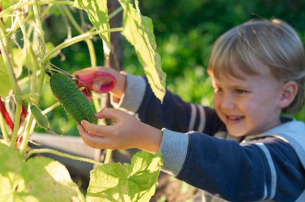 Pepino en manos de un niño que cosecha con tijeras