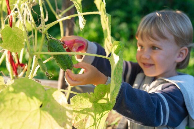 Pepino en manos de un niño que cosecha con tijeras