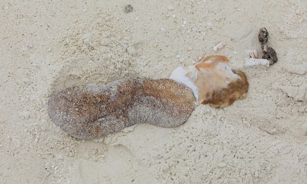 Foto pepino de mar sobre arena blanca junto al océano