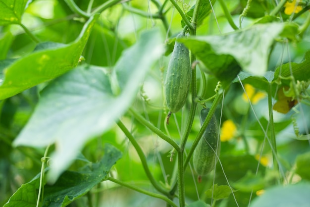 Pepino na horta