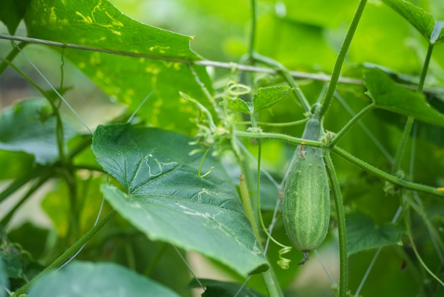 Foto pepino na horta