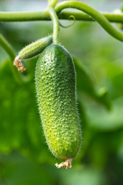 Pepino orgânico verde natural cresce na cama do jardim. Verão e vegetais ecológicos recém-saudáveis em estufa na fazenda agrícola antes da colheita em tempo ensolarado.
