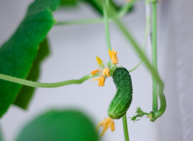 Pepino pendurado no peitoril da janela