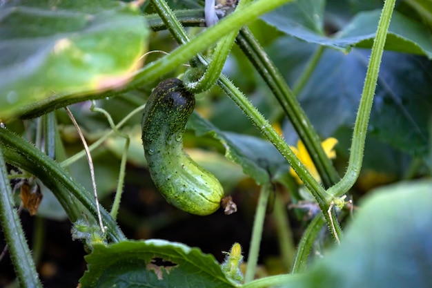 Un pepino que crece de cerca en un invernadero. Cultivo de pepino en el jardín.