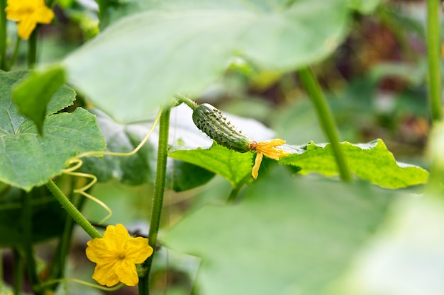 Pepino que crece en el jardín. La buena comida natural crece. Fondo de alimentos orgánicos.